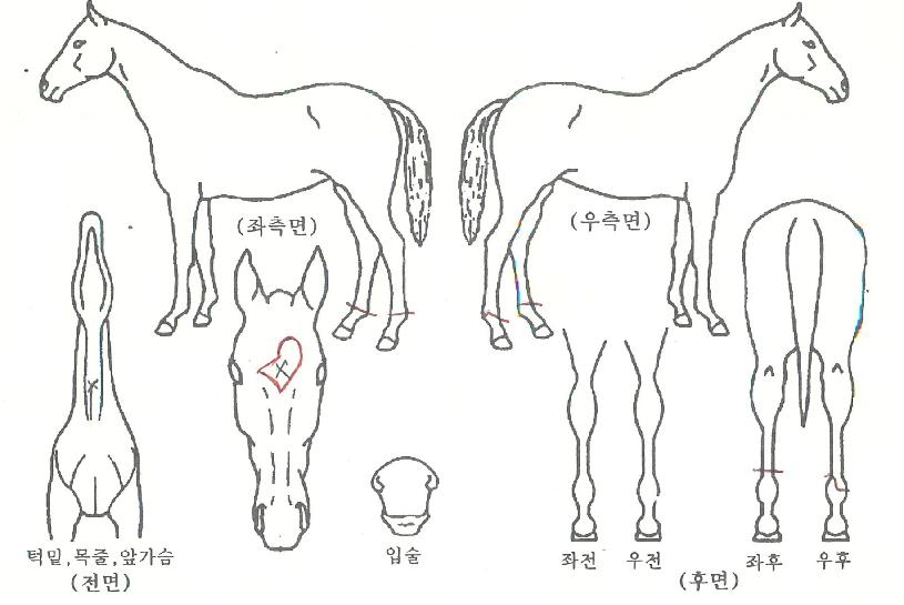 Çø®Áîµ··èÀÚ¸¶ÀÇ Ãø¸é,¿ì¸é,µÞ¸é,µÎ»ó,´Ù¸®ÀÇ Æ¯Â¡µµÇØ