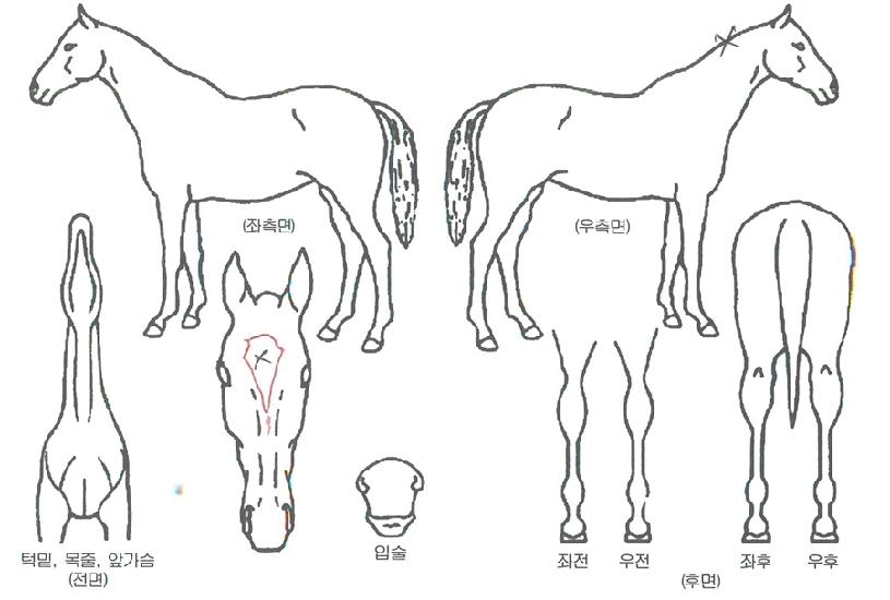 ����Ʈź���� ����,���,�޸�,�λ�,�ٸ��� Ư¡����