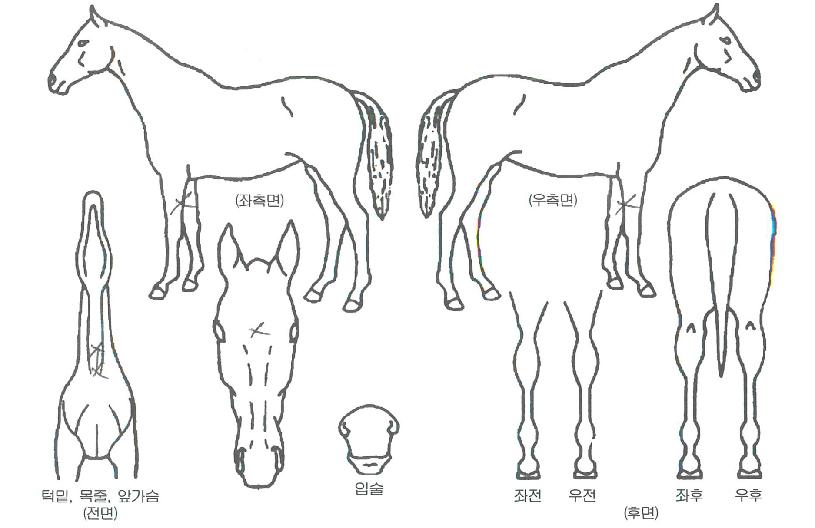 Ʈ���÷�Ű�� ����,���,�޸�,�λ�,�ٸ��� Ư¡����