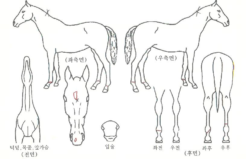 ���̵����̾��ڸ��� ����,���,�޸�,�λ�,�ٸ��� Ư¡����