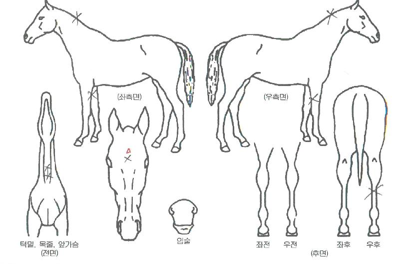 µ¨Å¸µå¸²ÀÚ¸¶ÀÇ Ãø¸é,¿ì¸é,µÞ¸é,µÎ»ó,´Ù¸®ÀÇ Æ¯Â¡µµÇØ