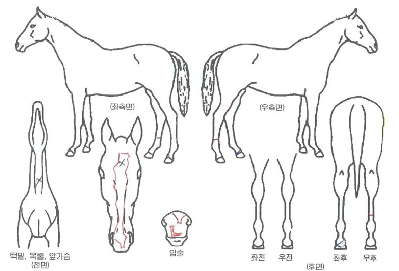 �����������ڸ��� ����,���,�޸�,�λ�,�ٸ��� Ư¡����