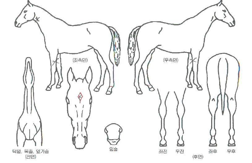 ÇÁ¸®Æ¼º¸ÀÌÀÇ Ãø¸é,¿ì¸é,µÞ¸é,µÎ»ó,´Ù¸®ÀÇ Æ¯Â¡µµÇØ