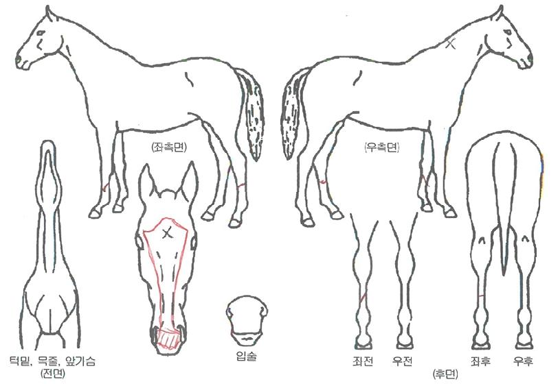 ¿Ã¼Ò¿ìºäƼǮÀÇ Ãø¸é,¿ì¸é,µÞ¸é,µÎ»ó,´Ù¸®ÀÇ Æ¯Â¡µµÇØ
