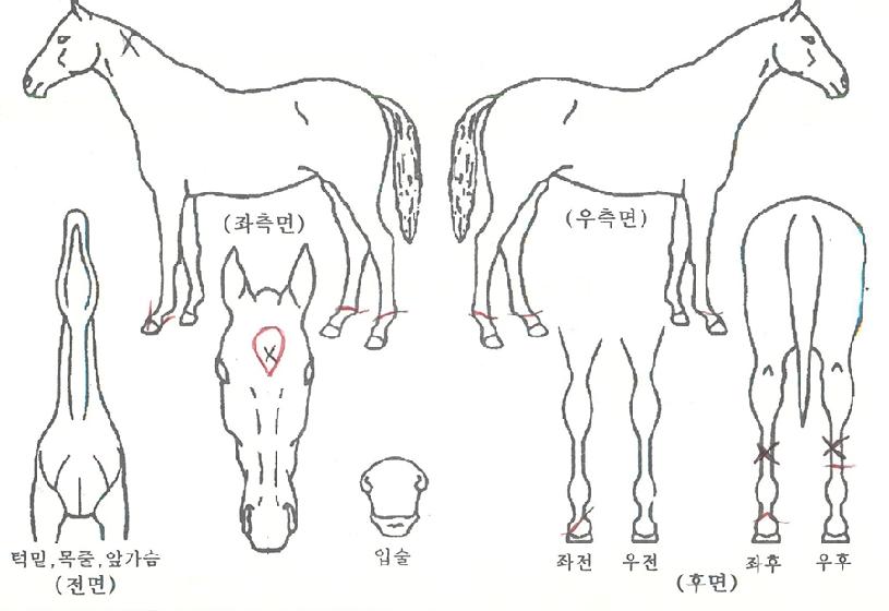 ¿Ã¼Ò¿ì¿ø´õÇ®ÀÇ Ãø¸é,¿ì¸é,µÞ¸é,µÎ»ó,´Ù¸®ÀÇ Æ¯Â¡µµÇØ