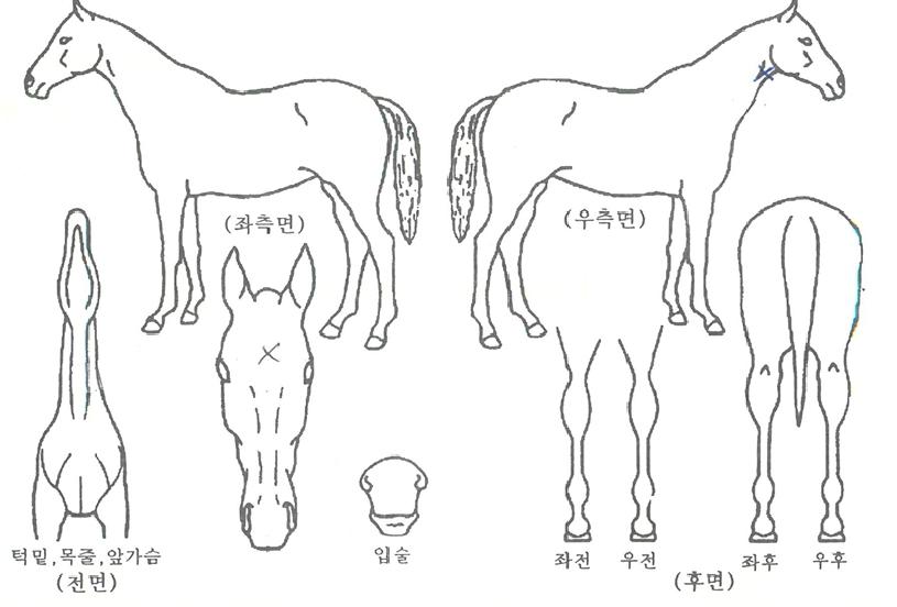 ������Ư���� ����,���,�޸�,�λ�,�ٸ��� Ư¡����