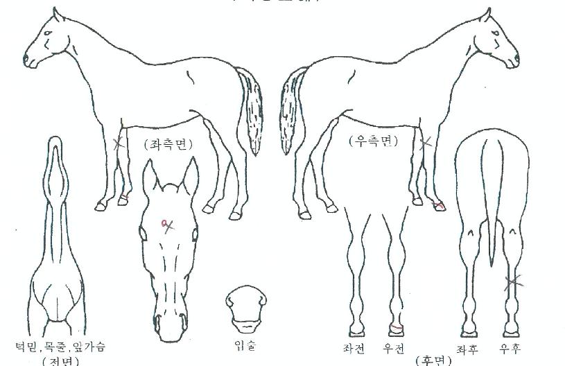 ¿µ±¤ÀÇÄ·ÇÁÀÇ Ãø¸é,¿ì¸é,µÞ¸é,µÎ»ó,´Ù¸®ÀÇ Æ¯Â¡µµÇØ