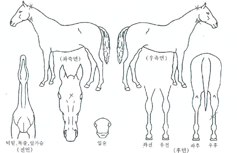 ¸ð´×¸¾º¸ÀÇ Ãø¸é,¿ì¸é,µÞ¸é,µÎ»ó,´Ù¸®ÀÇ Æ¯Â¡µµÇØ