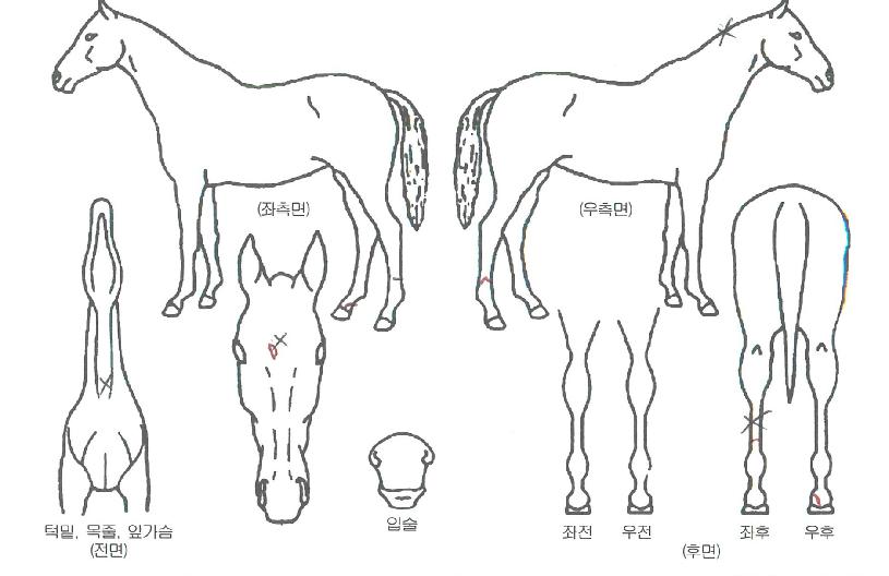 �����Ǻ��� ����,���,�޸�,�λ�,�ٸ��� Ư¡����