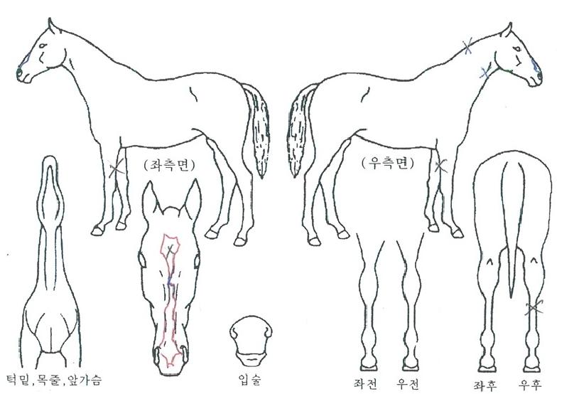 °©¿À½ºÅ¸ÀÇ Ãø¸é,¿ì¸é,µÞ¸é,µÎ»ó,´Ù¸®ÀÇ Æ¯Â¡µµÇØ