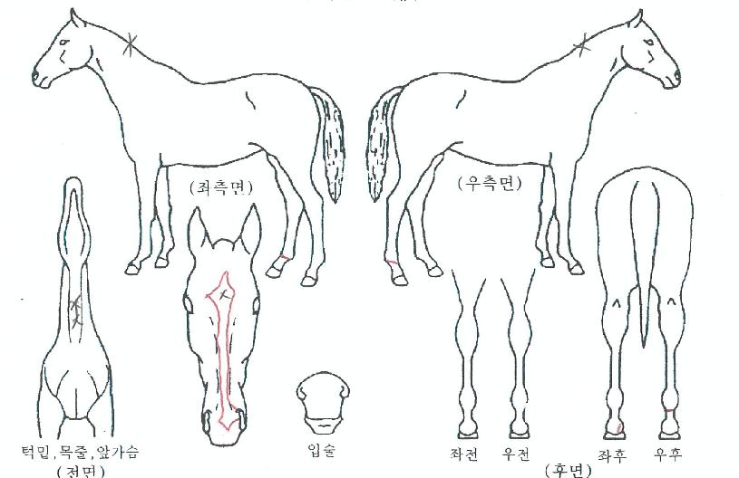 ���ٷε��� ����,���,�޸�,�λ�,�ٸ��� Ư¡����