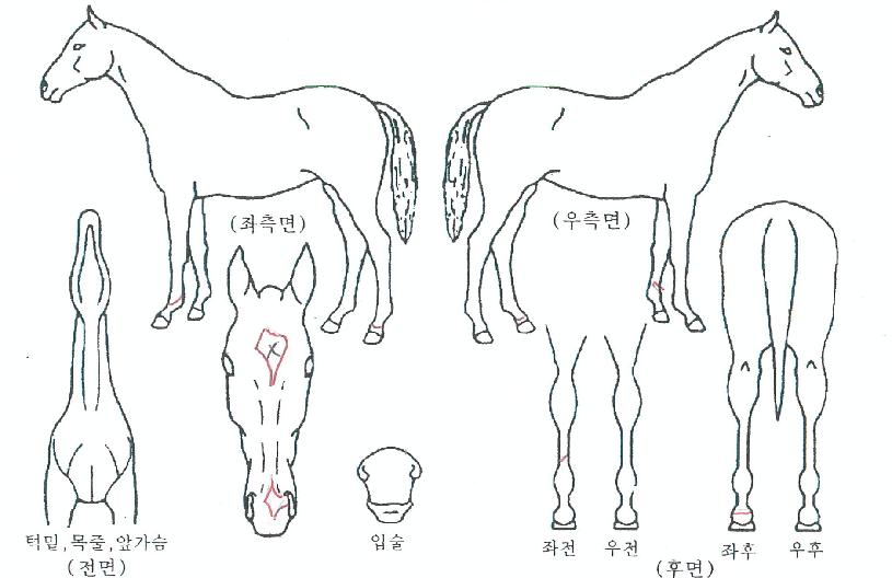 �����ǽ�ȭ�� ����,���,�޸�,�λ�,�ٸ��� Ư¡����