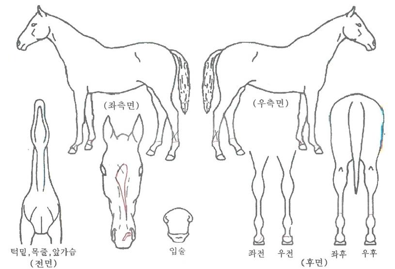 ³»Àå»çÀÚ¸¶ÀÇ Ãø¸é,¿ì¸é,µÞ¸é,µÎ»ó,´Ù¸®ÀÇ Æ¯Â¡µµÇØ