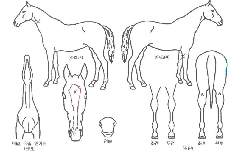 �Ž�Ʈ���� ����,���,�޸�,�λ�,�ٸ��� Ư¡����