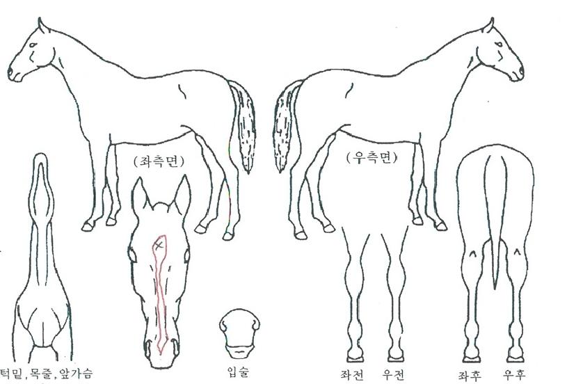 ¸ÓÄ¡¸Ó´ÏÀÇ Ãø¸é,¿ì¸é,µÞ¸é,µÎ»ó,´Ù¸®ÀÇ Æ¯Â¡µµÇØ