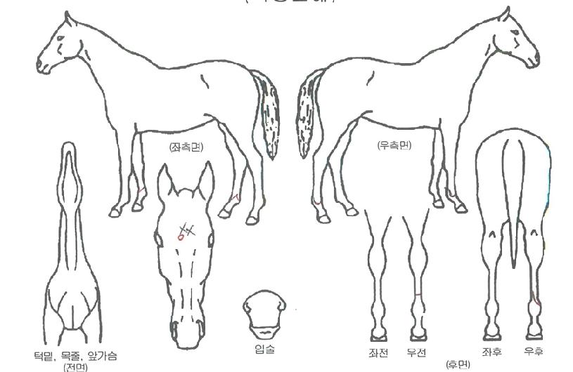 ¹è´Ù¸®°í¼öÀÇ Ãø¸é,¿ì¸é,µÞ¸é,µÎ»ó,´Ù¸®ÀÇ Æ¯Â¡µµÇØ