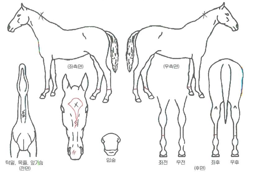 �̷��ֿ��� ����,���,�޸�,�λ�,�ٸ��� Ư¡����