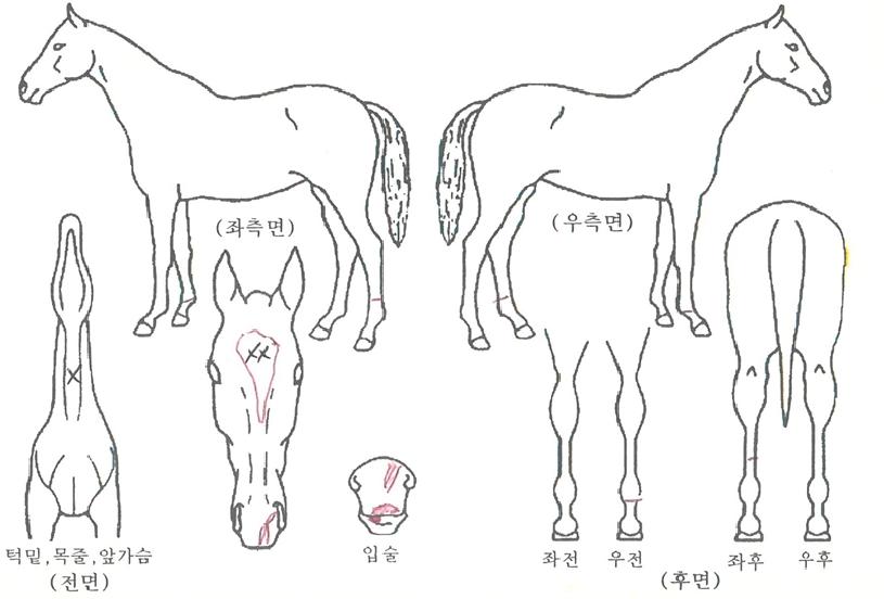 ³ëº§Æ¯±ÞÀÇ Ãø¸é,¿ì¸é,µÞ¸é,µÎ»ó,´Ù¸®ÀÇ Æ¯Â¡µµÇØ