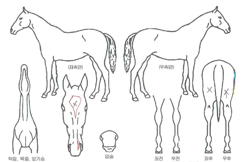 ��ȣ���� ����,���,�޸�,�λ�,�ٸ��� Ư¡����