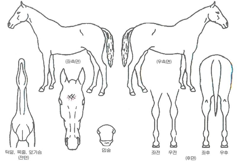 ´ÏÄÉ´ÙÀ̾ÆÀÇ Ãø¸é,¿ì¸é,µÞ¸é,µÎ»ó,´Ù¸®ÀÇ Æ¯Â¡µµÇØ