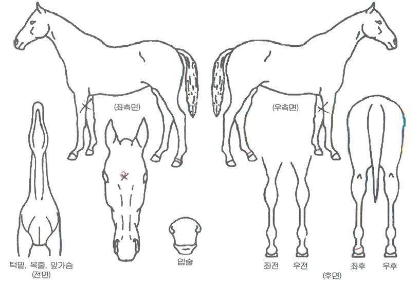 »þÇÁ¶óÀÎÀÇ Ãø¸é,¿ì¸é,µÞ¸é,µÎ»ó,´Ù¸®ÀÇ Æ¯Â¡µµÇØ