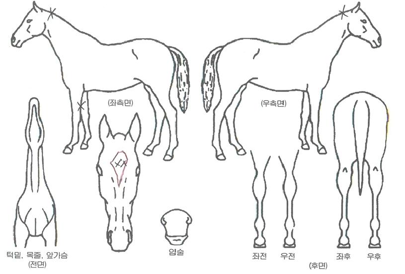 ����ī�ڸ��� ����,���,�޸�,�λ�,�ٸ��� Ư¡����