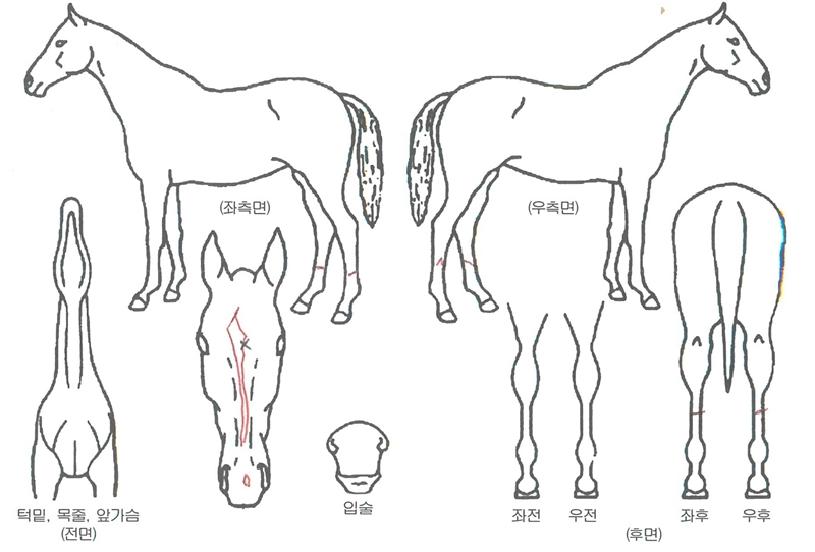 ������� ����,���,�޸�,�λ�,�ٸ��� Ư¡����