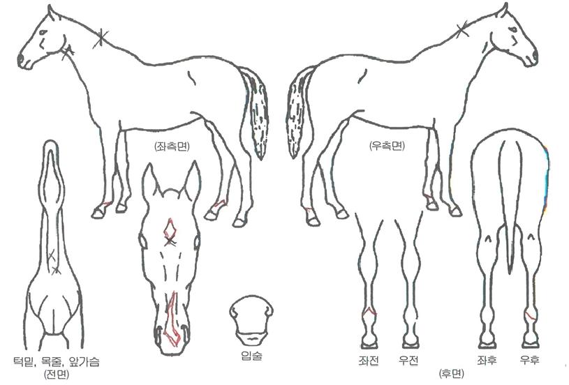 ������è���� ����,���,�޸�,�λ�,�ٸ��� Ư¡����