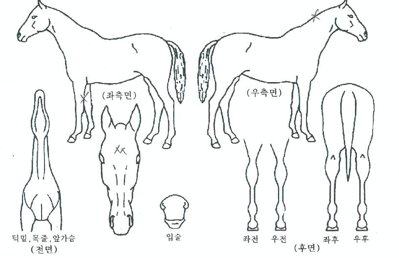 �̷�õ���� ����,���,�޸�,�λ�,�ٸ��� Ư¡����