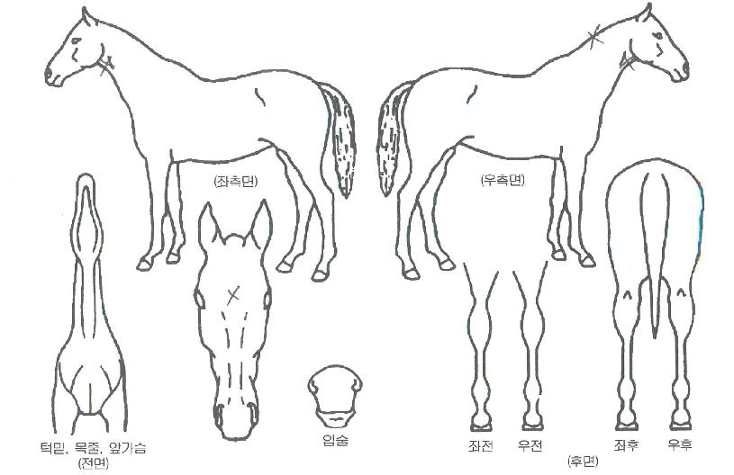 ��Ŭ�����޸��� ����,���,�޸�,�λ�,�ٸ��� Ư¡����