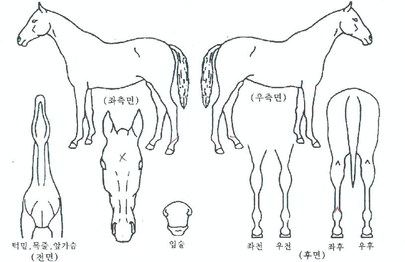 ¸¶À̽ºÅÍÀÇ Ãø¸é,¿ì¸é,µÞ¸é,µÎ»ó,´Ù¸®ÀÇ Æ¯Â¡µµÇØ