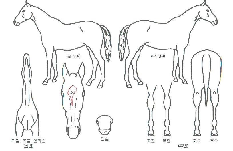 ŷ����ũ���� ����,���,�޸�,�λ�,�ٸ��� Ư¡����