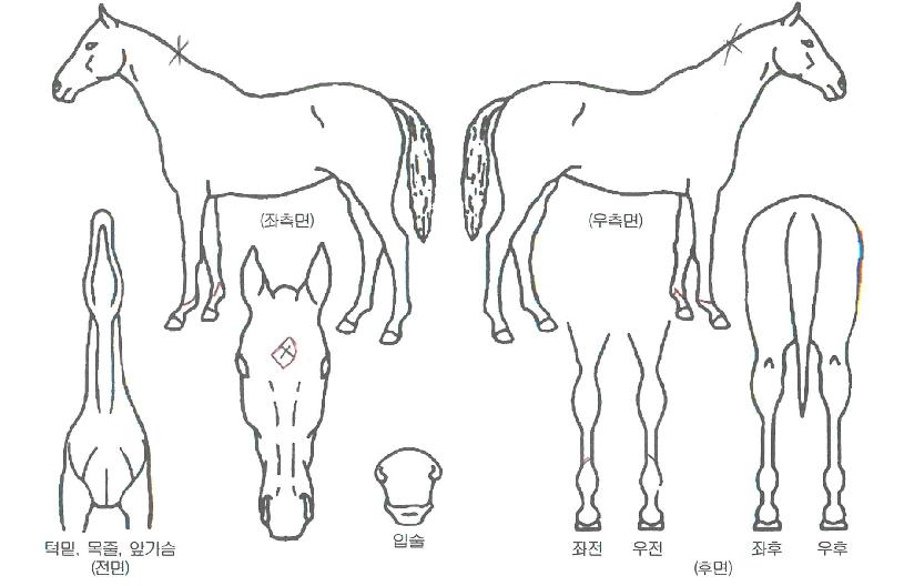 ������ ����,���,�޸�,�λ�,�ٸ��� Ư¡����