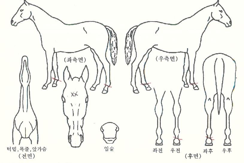 �������� ����,���,�޸�,�λ�,�ٸ��� Ư¡����