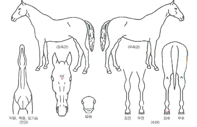 ÇöóÀ×½ºÅ¸ÀÇ Ãø¸é,¿ì¸é,µÞ¸é,µÎ»ó,´Ù¸®ÀÇ Æ¯Â¡µµÇØ