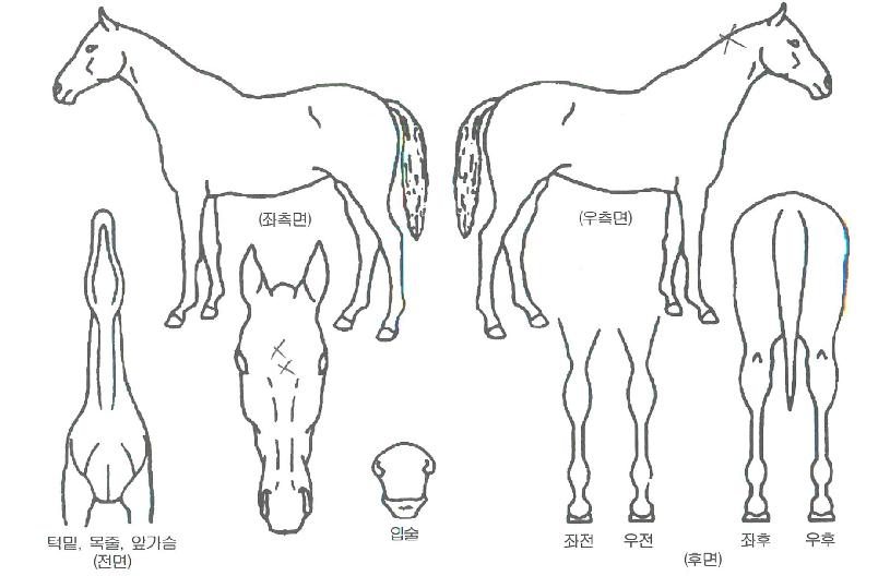 ½ºÆ®¶óÀÌÅ©À©ÀÇ Ãø¸é,¿ì¸é,µÞ¸é,µÎ»ó,´Ù¸®ÀÇ Æ¯Â¡µµÇØ