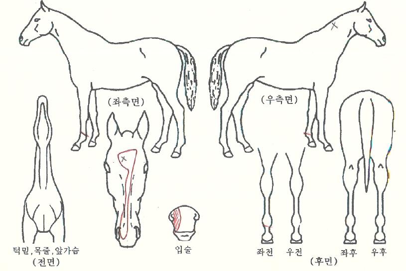 ºêÀ̸ÇÀÇ Ãø¸é,¿ì¸é,µÞ¸é,µÎ»ó,´Ù¸®ÀÇ Æ¯Â¡µµÇØ