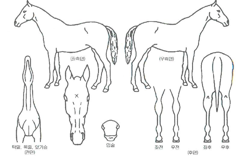 ¿¹½ºÄýÀÇ Ãø¸é,¿ì¸é,µÞ¸é,µÎ»ó,´Ù¸®ÀÇ Æ¯Â¡µµÇØ