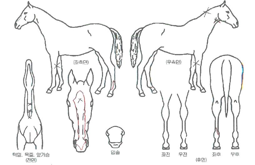 ±ÝÅ×ÀÇ Ãø¸é,¿ì¸é,µÞ¸é,µÎ»ó,´Ù¸®ÀÇ Æ¯Â¡µµÇØ