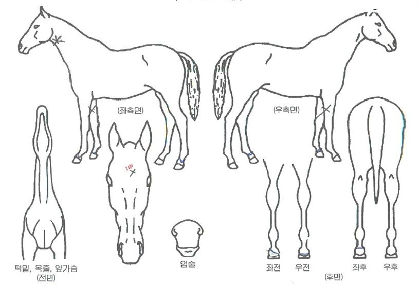 ·Î¿¸ó½ºÅÍÀÇ Ãø¸é,¿ì¸é,µÞ¸é,µÎ»ó,´Ù¸®ÀÇ Æ¯Â¡µµÇØ