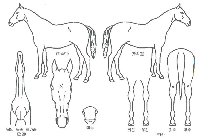 ¾Æ¸£°íÄýÀÇ Ãø¸é,¿ì¸é,µÞ¸é,µÎ»ó,´Ù¸®ÀÇ Æ¯Â¡µµÇØ
