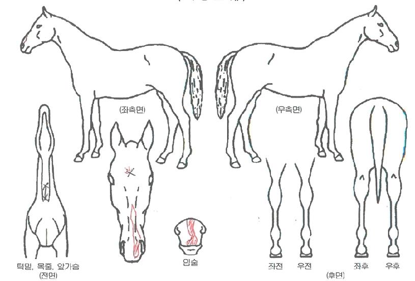 ºÏ±Ø¼ºÀÚ¸¶ÀÇ Ãø¸é,¿ì¸é,µÞ¸é,µÎ»ó,´Ù¸®ÀÇ Æ¯Â¡µµÇØ