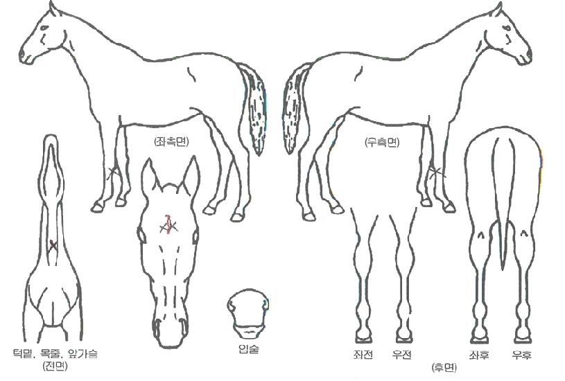 ¶óÇî´ÀÀÇ Ãø¸é,¿ì¸é,µÞ¸é,µÎ»ó,´Ù¸®ÀÇ Æ¯Â¡µµÇØ
