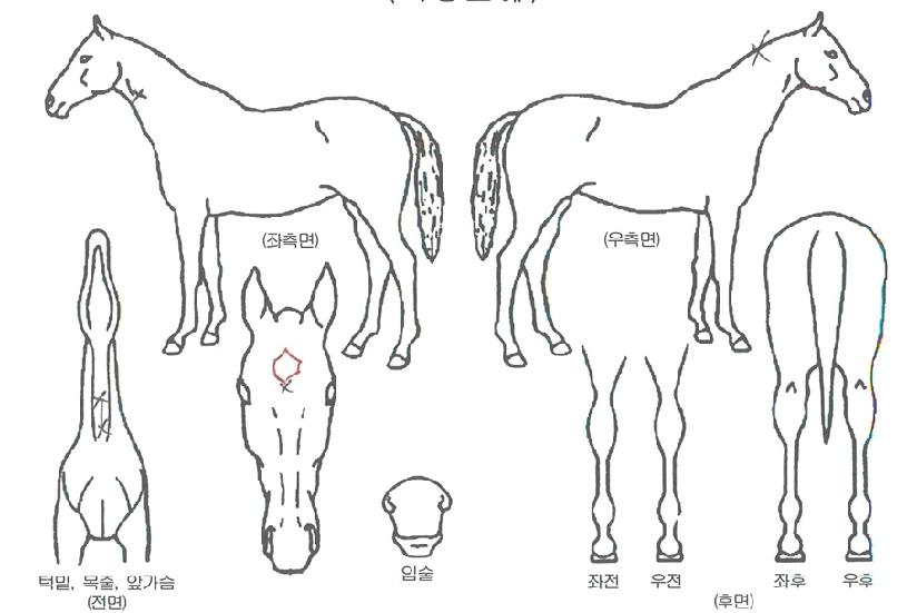 Á¦¶óÁøÀÇ Ãø¸é,¿ì¸é,µÞ¸é,µÎ»ó,´Ù¸®ÀÇ Æ¯Â¡µµÇØ