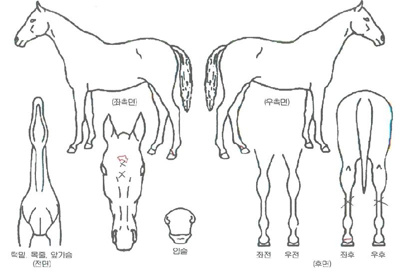 èÇÁÇÏÆ®ÀÇ Ãø¸é,¿ì¸é,µÞ¸é,µÎ»ó,´Ù¸®ÀÇ Æ¯Â¡µµÇØ