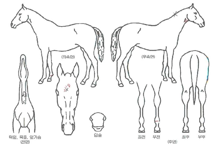 �յ��̸Ӵ��� ����,���,�޸�,�λ�,�ٸ��� Ư¡����