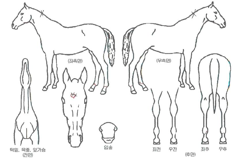 µ¿ÈÀÇ Ãø¸é,¿ì¸é,µÞ¸é,µÎ»ó,´Ù¸®ÀÇ Æ¯Â¡µµÇØ