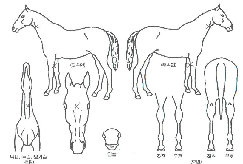 �����Ű�� ����,���,�޸�,�λ�,�ٸ��� Ư¡����