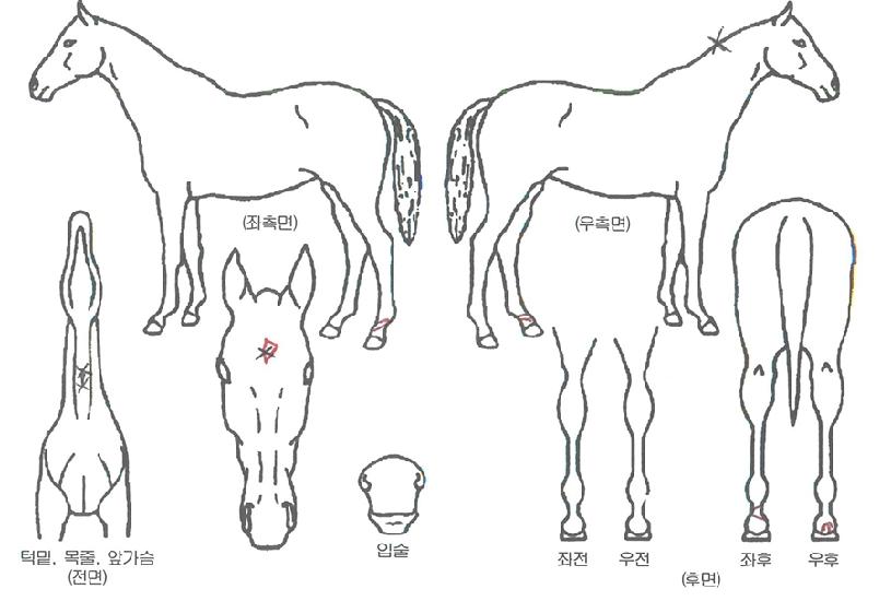 Ʈ�����ڸ��� ����,���,�޸�,�λ�,�ٸ��� Ư¡����