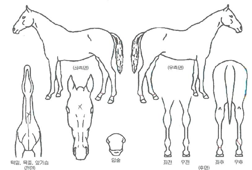 ¾Æ¸£°íÇöóÀ×ÀÇ Ãø¸é,¿ì¸é,µÞ¸é,µÎ»ó,´Ù¸®ÀÇ Æ¯Â¡µµÇØ